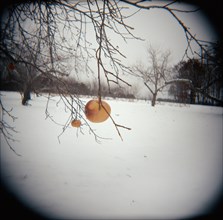 Apple Tree in the Snow