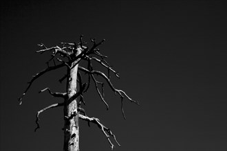 Bare Tree Against Dark Sky
