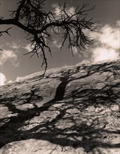 Tree Shadow on Rocks