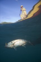 Underwater View of Man Catching Fish