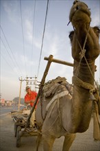Man Steering Camel Cart, New Delhi, India