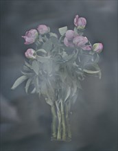 Bouquet of Peony Flowers in Vase