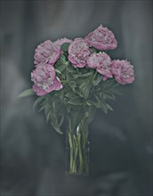 Pink Peonies in Full Bloom in Vase