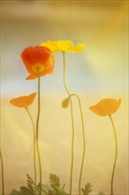Orange Poppy Flowers Standing