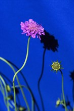 Pink Pincushion Flower on Blue