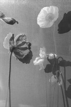 Vertical Black & White Poppy Flowers