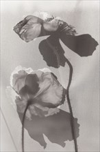 Two Black and White Poppy Flowers