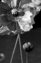 Inside a Poppy Flower