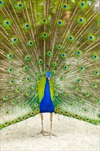 Peacock with Splayed Tail Feathers