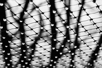 Water Drops Hanging From Net