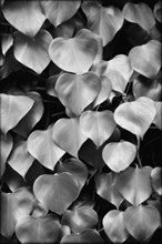 Leaves, Close_Up