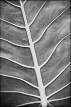 Leaf Vein Detail