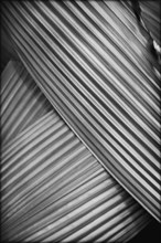 Abstract Palm Frond Detail 2