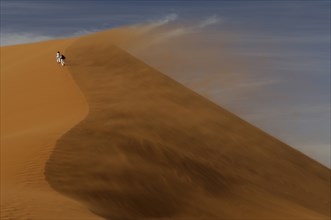Wind Swept Sand Dune