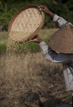 Man Sorting Rice During Harvest, Bali, Indonesia