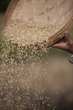 Rice Being Sifted During Harvest, Bali, Indonesia