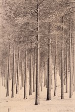 Pine Trees in Snow