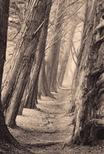 Path Between Two Rows of Large Trees