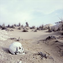 Skull in the Ocucaje Desert