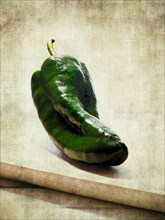 Green Poblano Pepper