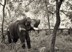 Old Elephant, India