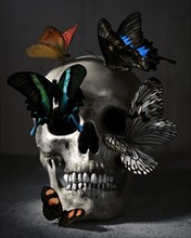 Human Skull and Butterflies