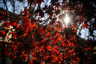 Sunlight Viewed through Japanese Maple Leaves