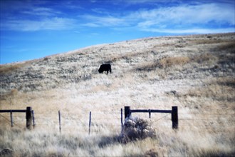 Bull Grazing on Rural Hillside