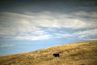 Beef Cow Grazing on Rural Hillside