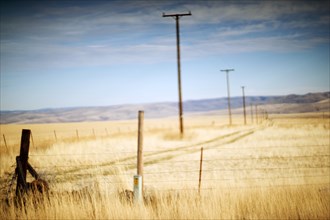 Utility Poles through Rural Landscape