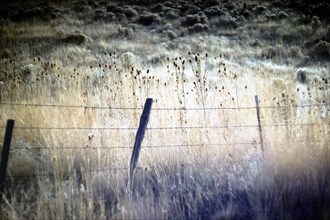 Weathered Barbed Wire Fence