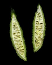 Two Slices of Bitter Melon on Black Background