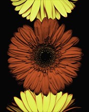 Red and Yellow Gerbera Daisies on Black Background