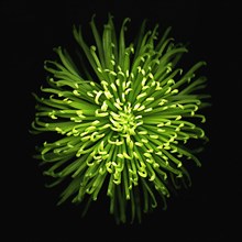 Green Mini Chrysanthemum on Black Background