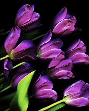 Purple Tulips on Black Background