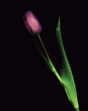 Purple Tulip on Black Background