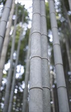 Low Angle View of Bamboo Stems in Bamboo Grove