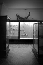 Animal Skeletons in Museum Display Case