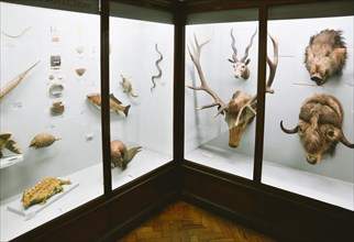 Taxidermy Animals in Display Case