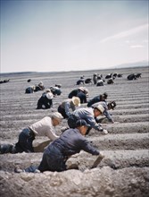 Group of Men Farming