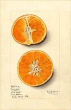 Two Orange Slices