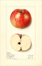Winterstein Apple