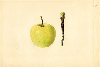 Golden Delicious Apple and Stem