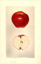 Seedling Apple no. 49 Malus domestica