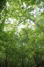 Low Angle View of Tree Canopy