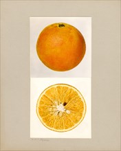 Pineapple Orange, Citrus sinensis,