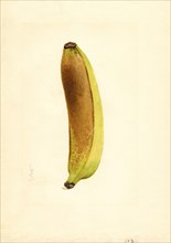 Yellow Banana, Musa,