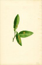 Two Green Bananas, Musa, 1919