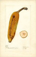 Banana, Ingles variety, 1907