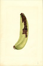 Green Banana, Musa,